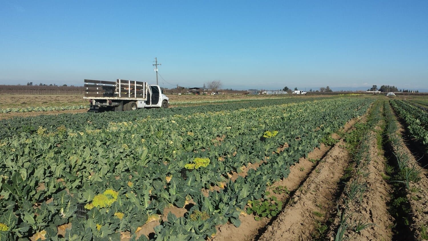 farmland and truck